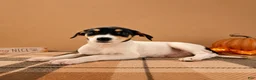 Mixed Breed dogs for sale: Dixie - Ad 3