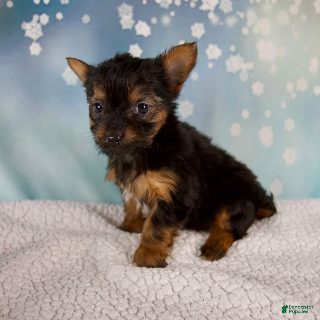 Yorkshire Terrier dogs for sale: Kylie - Ad 3