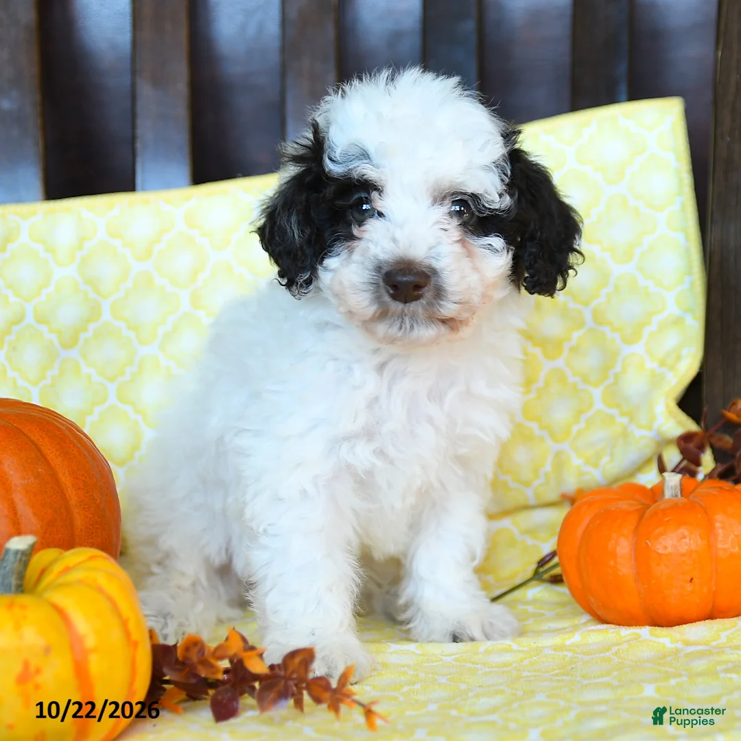 Miniature Poodle dogs for sale: Mocha - Ad 2