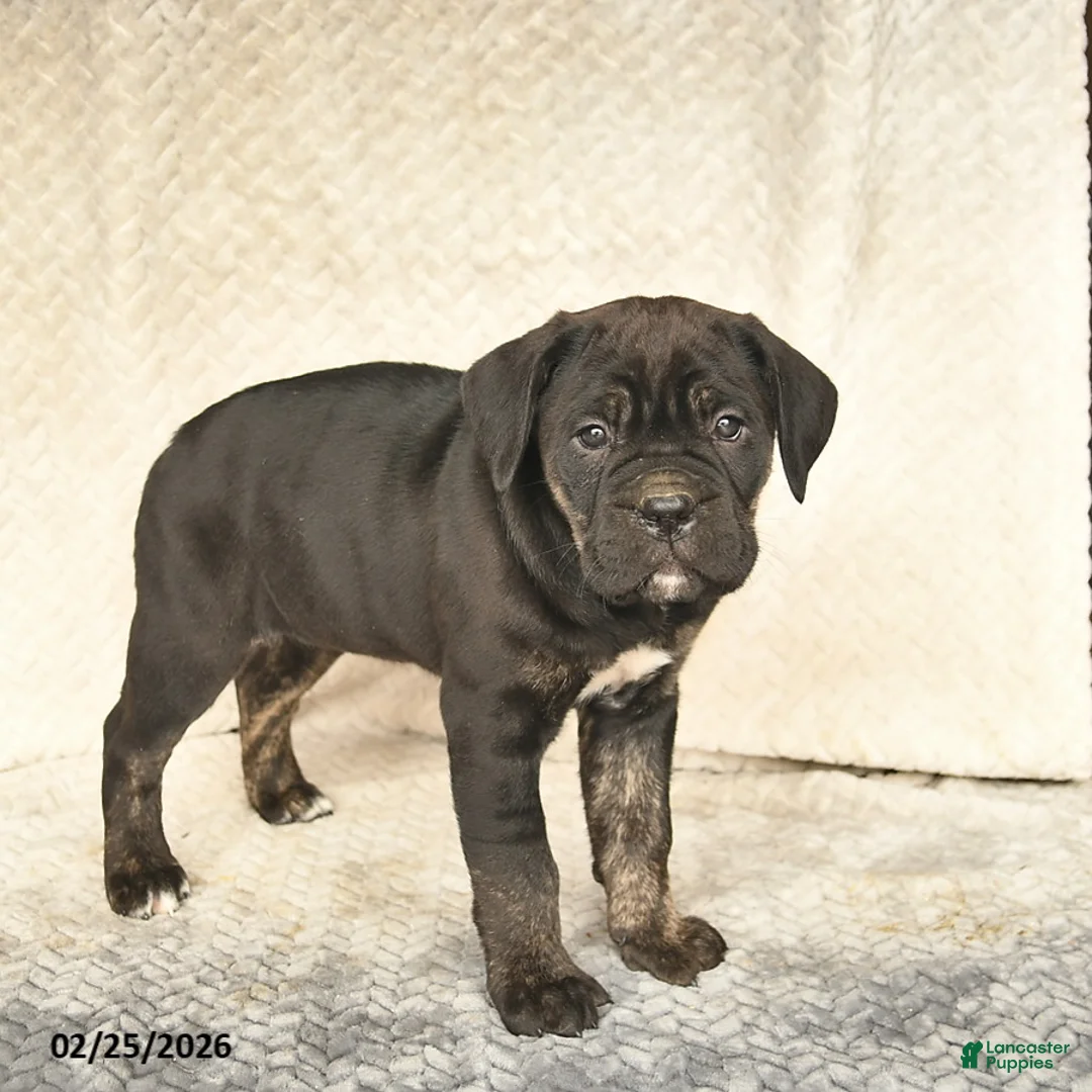 Cane Corso dogs for sale: Viola  - Ad 3