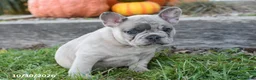 French Bulldog dogs for sale: Tripp - Ad 3