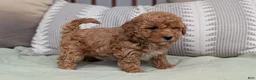 Havapoo dogs for sale: Tripp - Ad 9