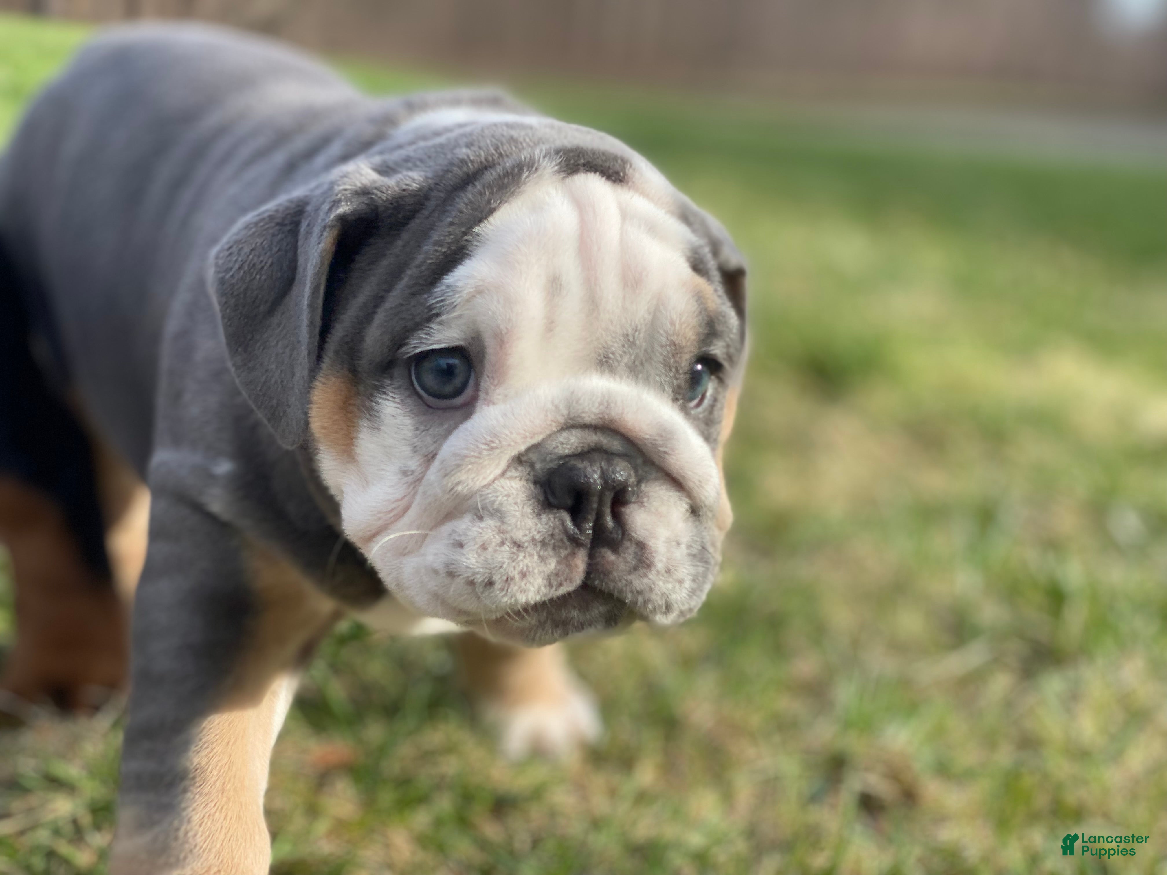 English Bulldog dogs Chloe - Ad 19