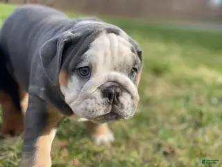 English Bulldog dogs Chloe - Ad 19