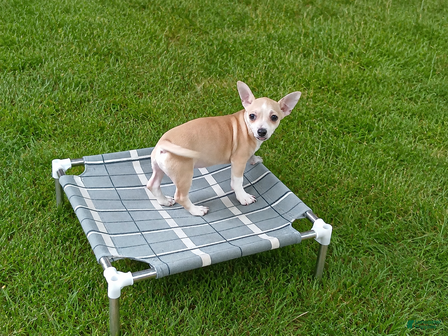 Chihuahua dogs Cece's fawn/white boy, NATIONWIDE DELIVERY  - Ad 8