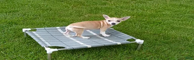 NATIONWIDE DELIVERY cece's fawn white boy