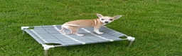 Chihuahua dogs for sale: NATIONWIDE DELIVERY cece's fawn white boy - Ad 1