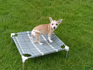 Chihuahua dogs NATIONWIDE DELIVERY cece's fawn white boy - Ad 15