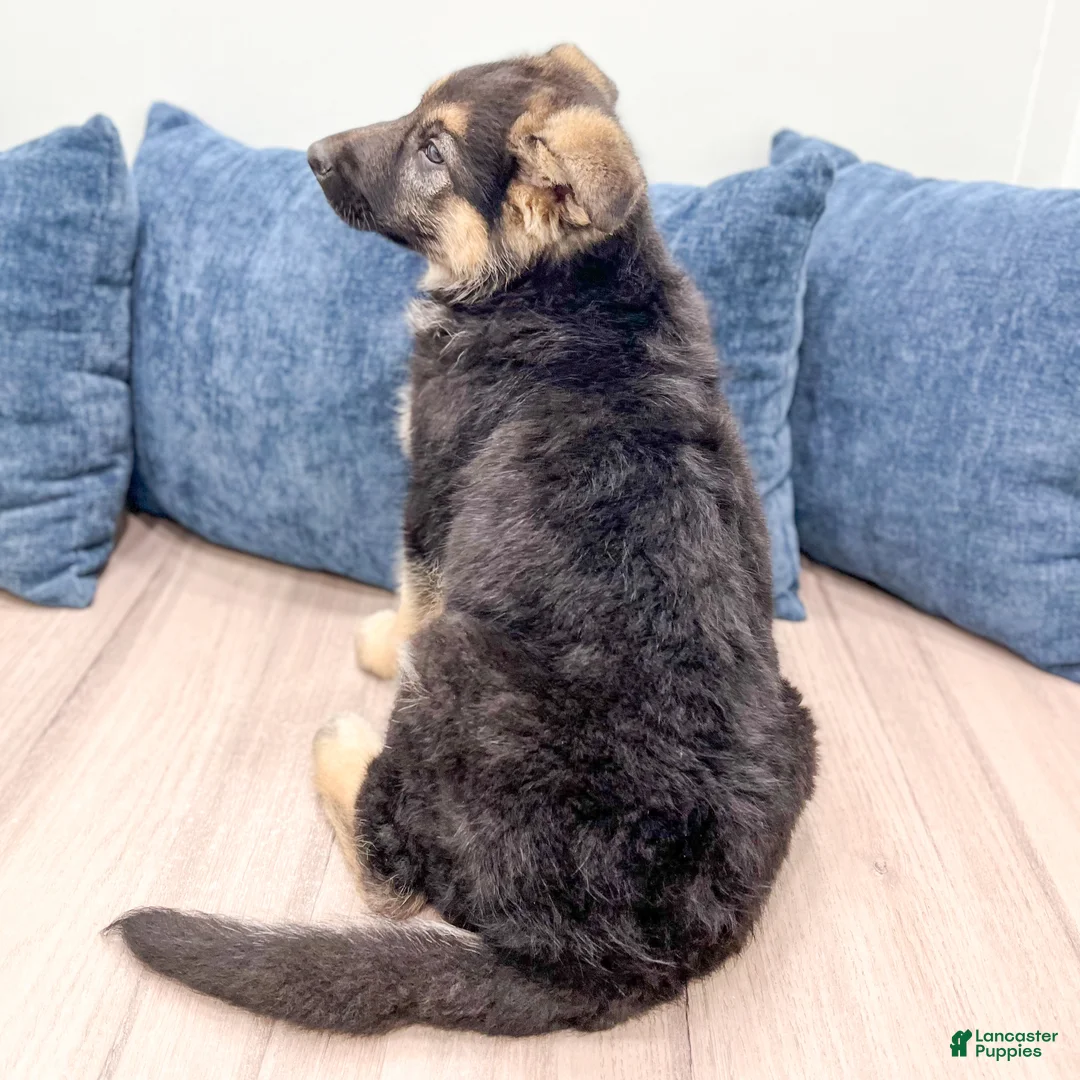 German Shepherd dogs for sale: Amos - Ad 5