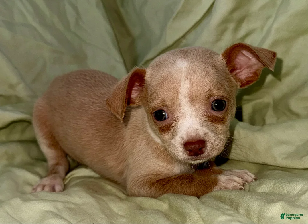 Chihuahua dogs for sale: Biggy  - Ad 1