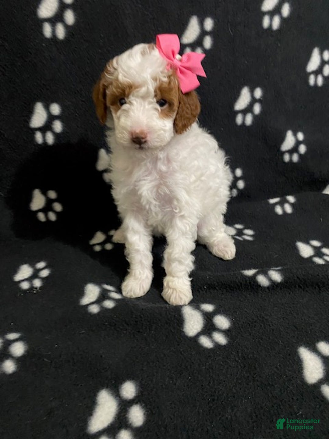 Miniature Poodle dogs for sale: Bella - Ad 2