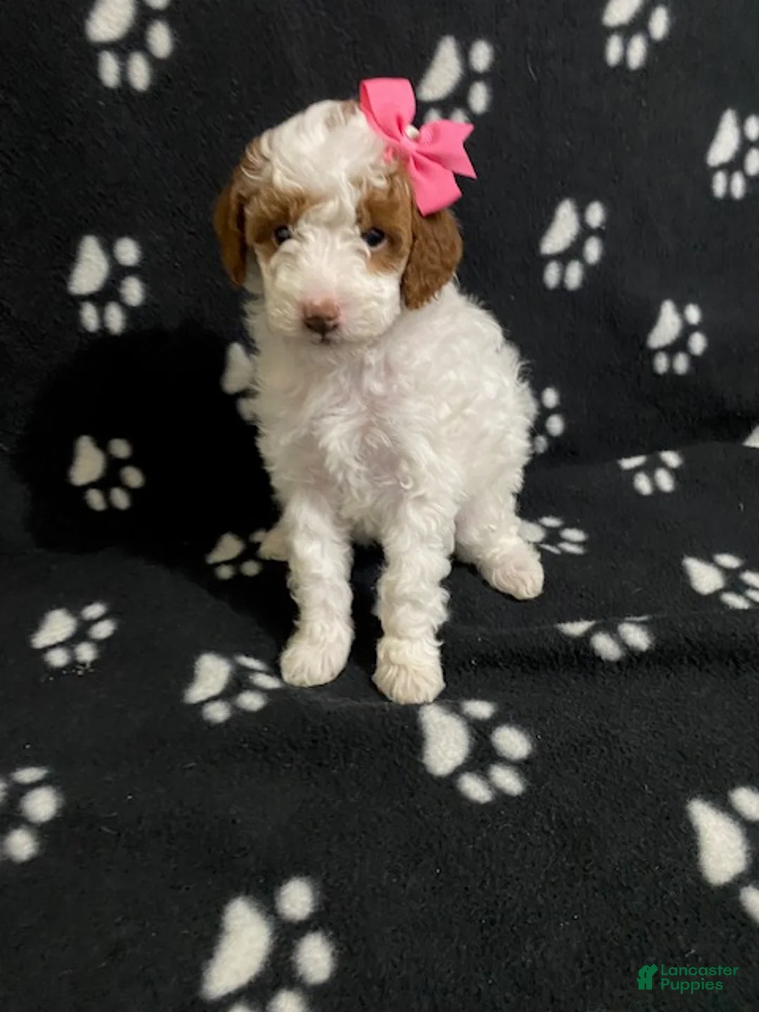 Miniature Poodle dogs for sale: Bella - Ad 5