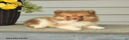 Pomeranian dogs for sale: Gregory - Ad 3