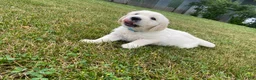 Golden Retriever dogs for sale: Huey - Ad 3
