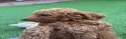 Standard Poodle dogs for sale: Cookie - Ad 1