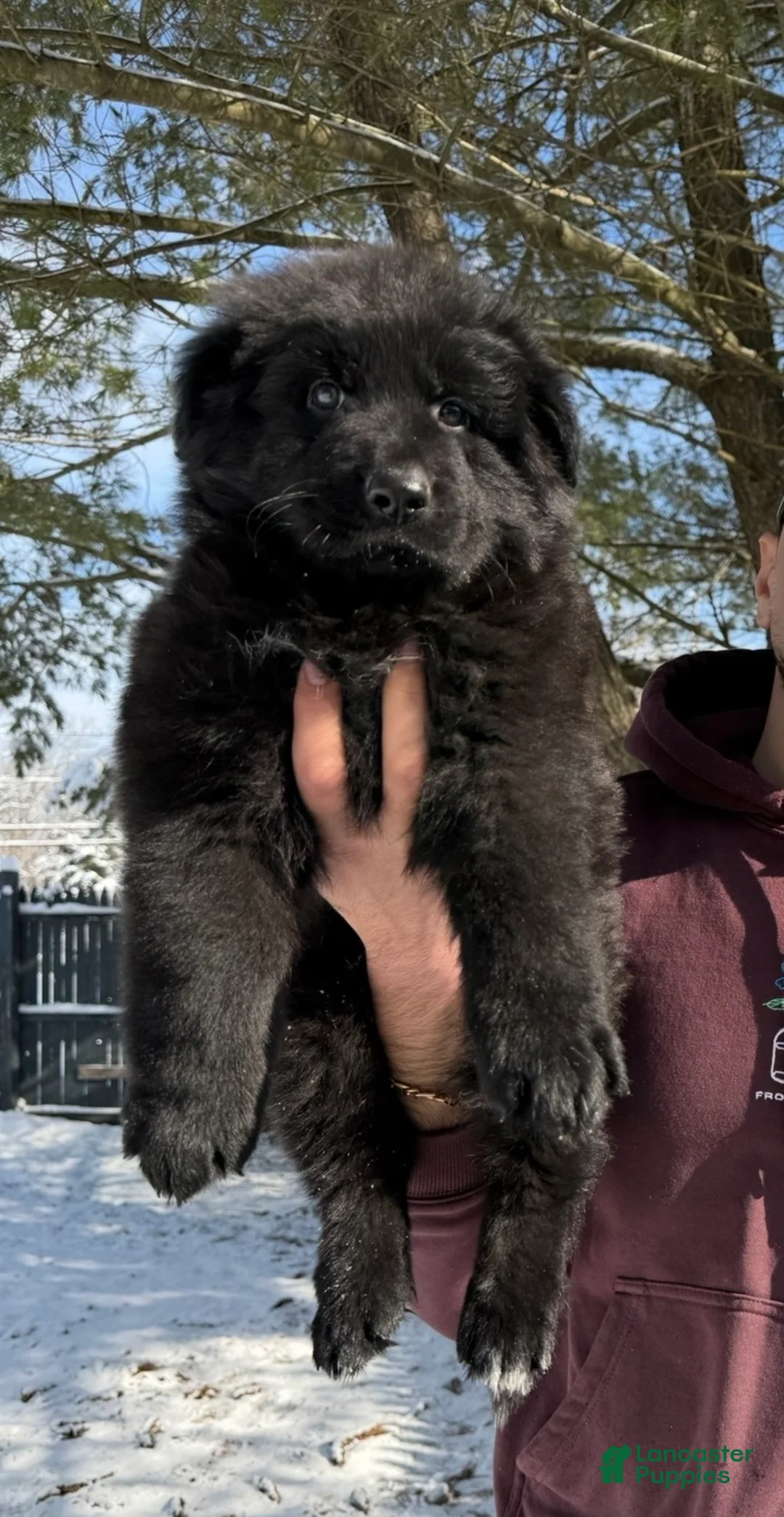 German Shepherd dogs for sale: Draco - Ad 3