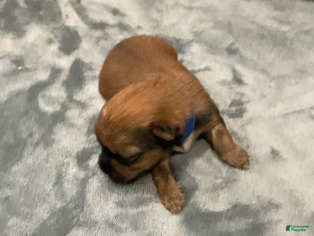 Shorkie dogs for sale: Mario - Ad 1