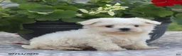 Maltese dogs for sale: Ann - Ad 11