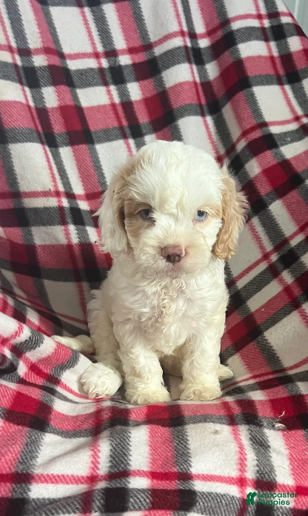 Cavapoo dogs for sale: Trudy Kay-Girl-Cavapoo  - Ad 8