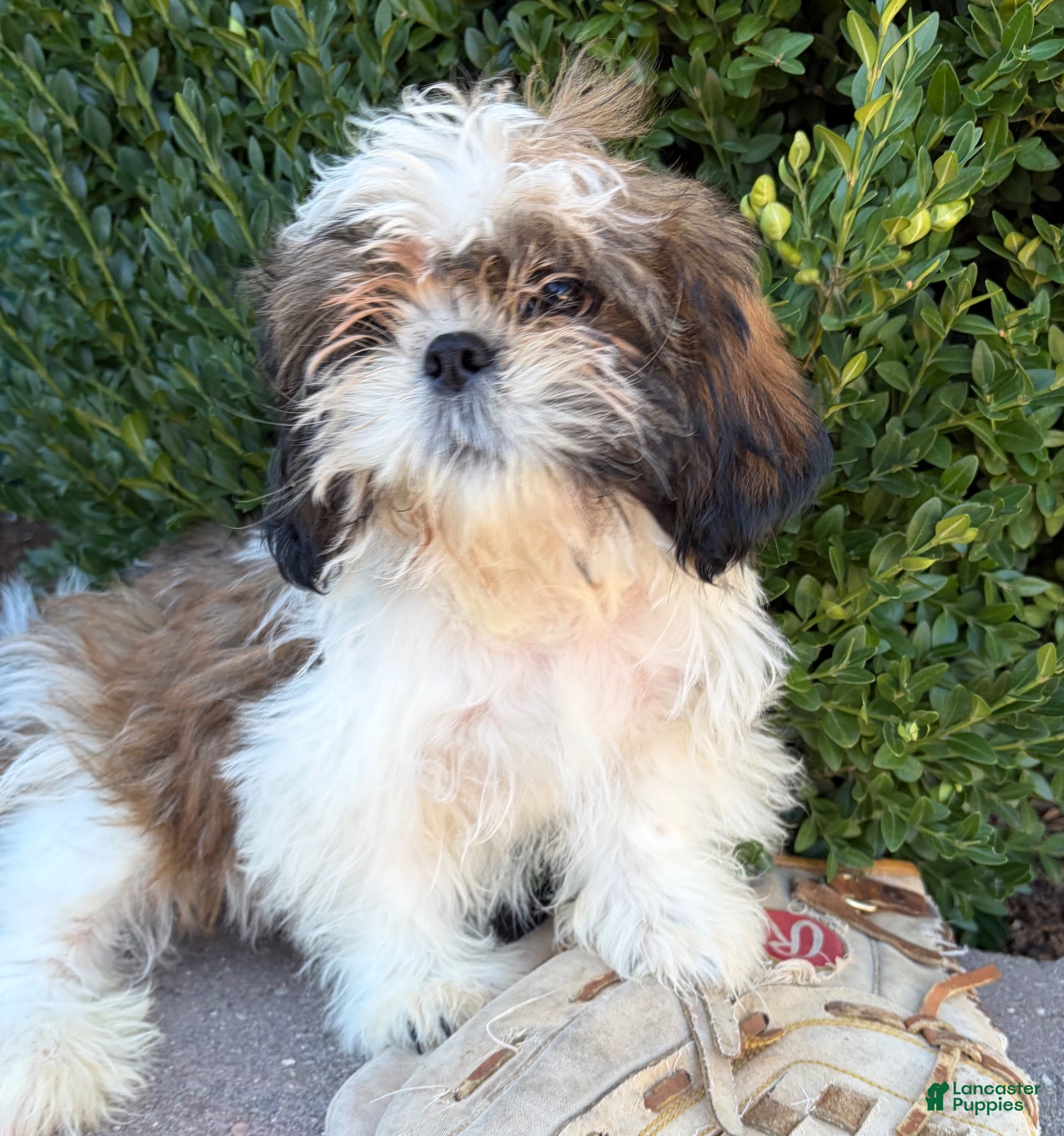 Shih Tzu dogs Thomas - Ad 1