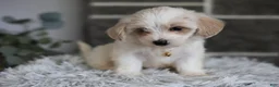 Maltipoo dogs for sale: Cosmo - Ad 10