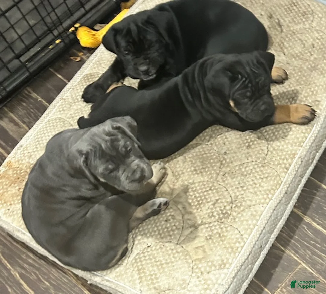 Gallery Image {{count}}