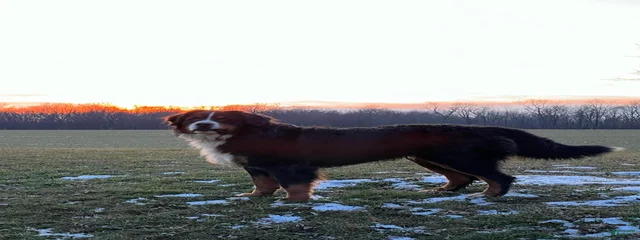 Bronco