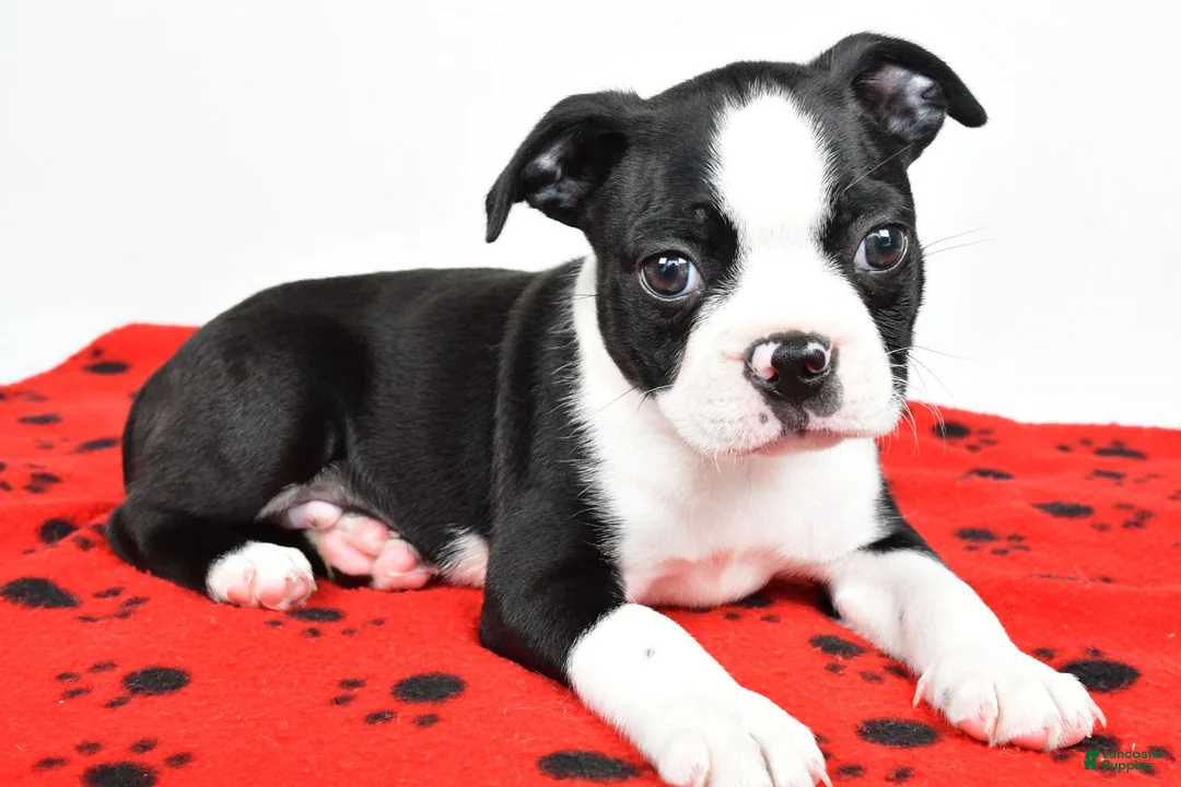 Boston Terrier dogs for sale: Charles - Ad 9