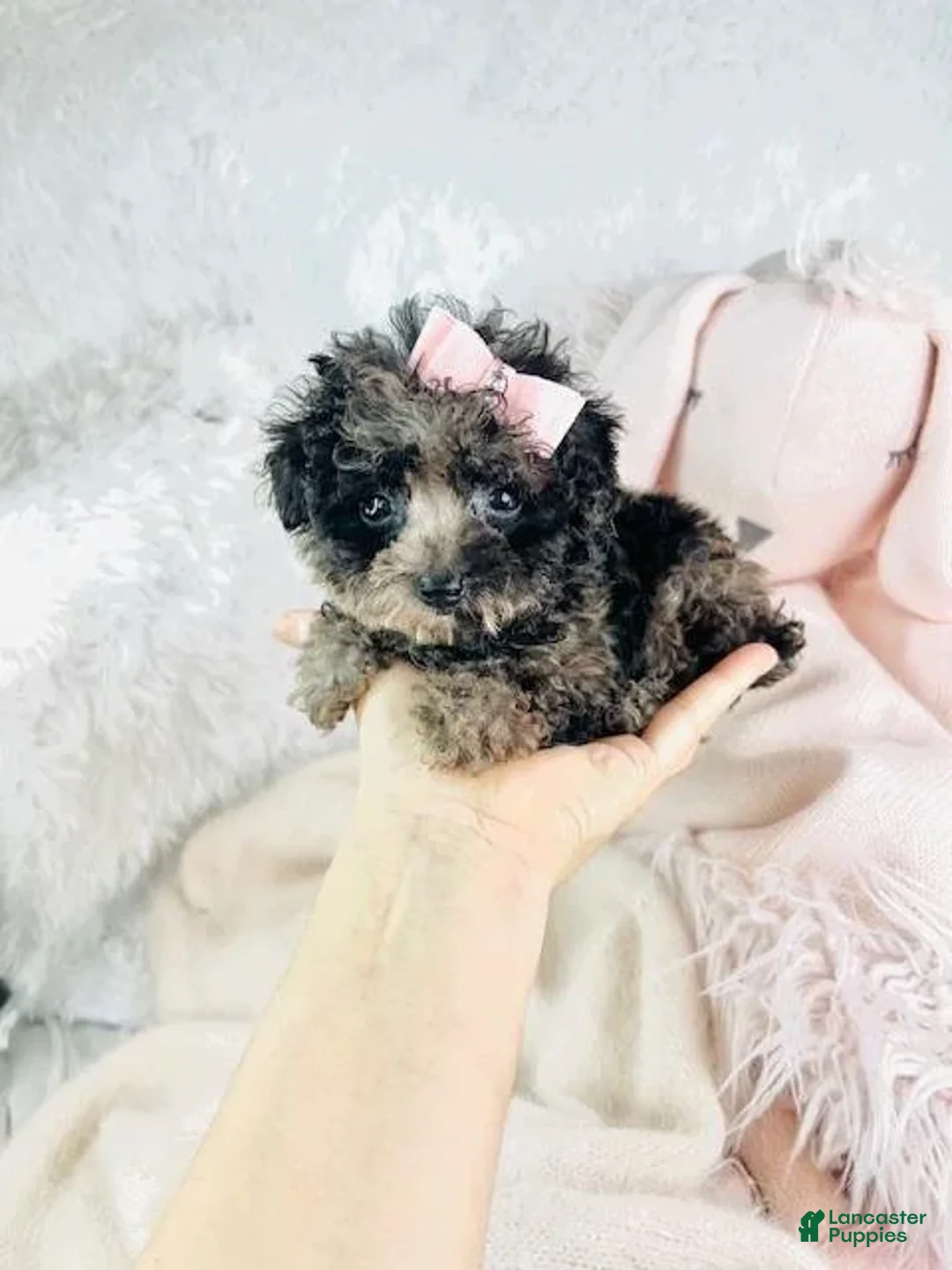 Toy Poodle dogs for sale: Page - Ad 4