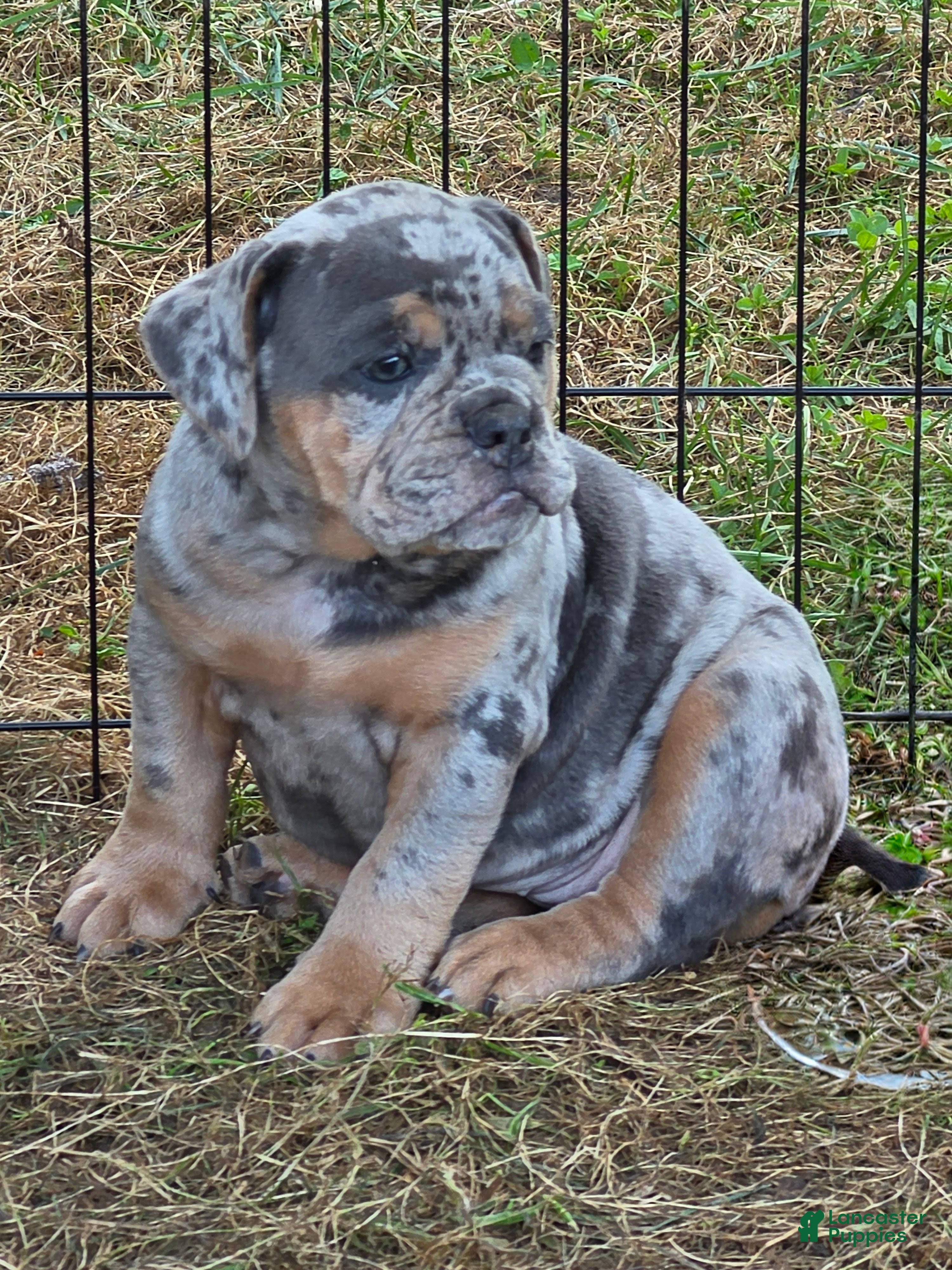 English Bulldog dogs Sparkle lilac and tan merle  - Ad 2