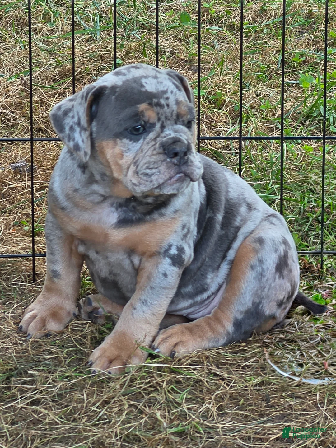 English Bulldog dogs for sale: Sparkle lilac and tan merle  - Ad 2