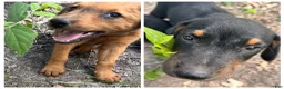 Mixed Breed dogs for sale: Doberdoodle - Ad 4