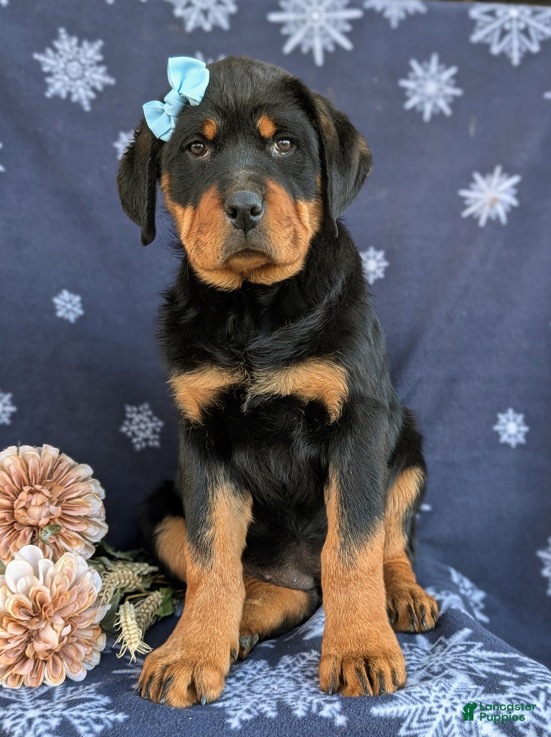 Rottweiler dogs for sale: Brandy - Ad 3