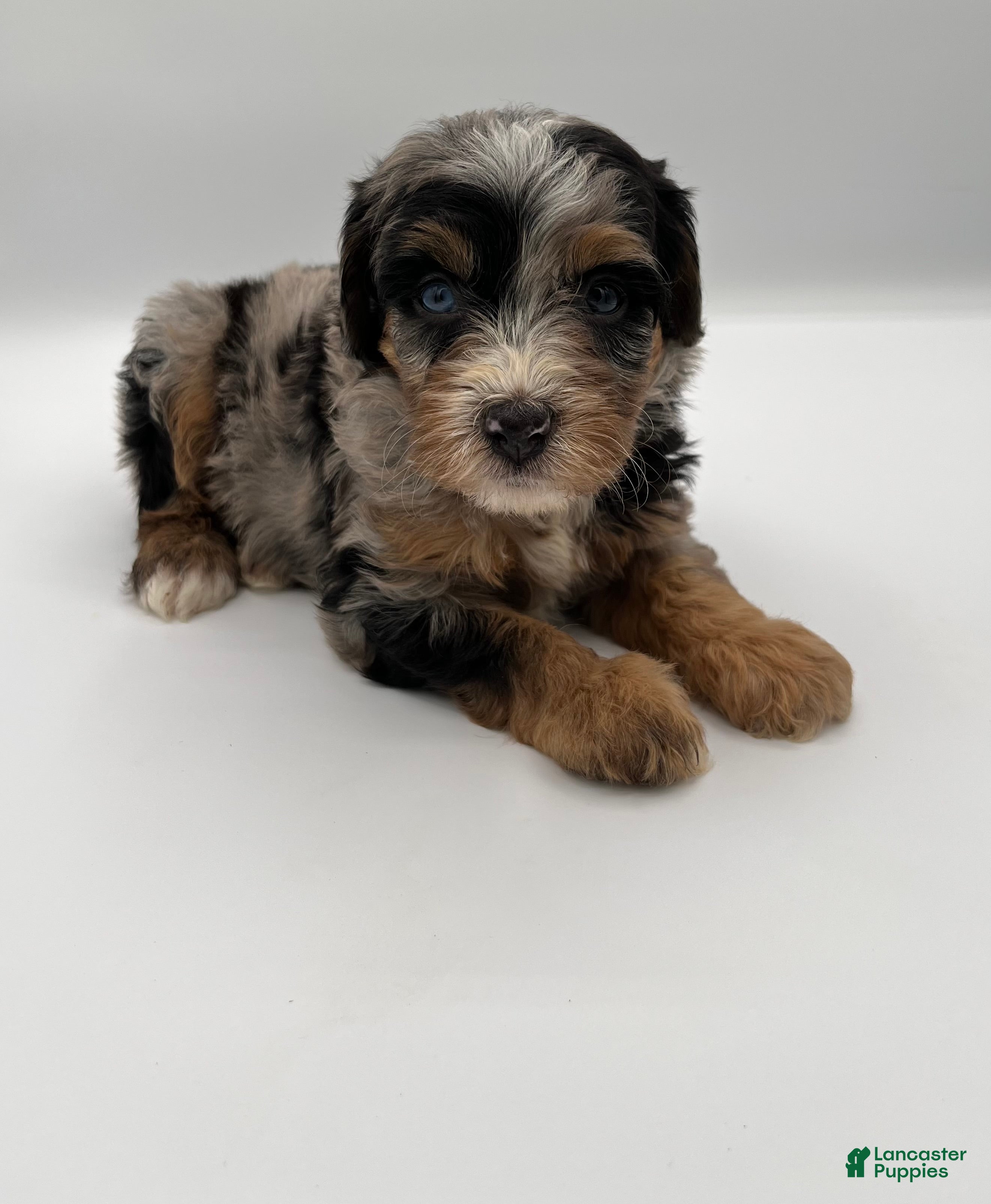 Bernedoodle dogs Pepples - Ad 1