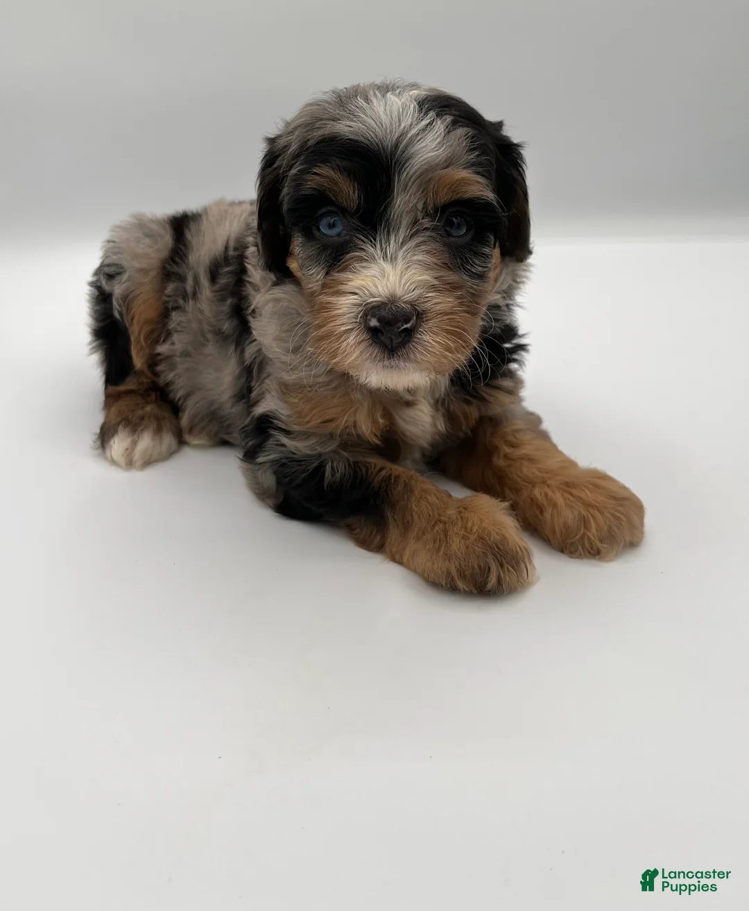 Bernedoodle dogs for sale: Pepples - Ad 1