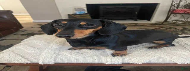 Mocha-Bean