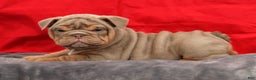 English Bulldog dogs for sale: Shelly - Ad 5