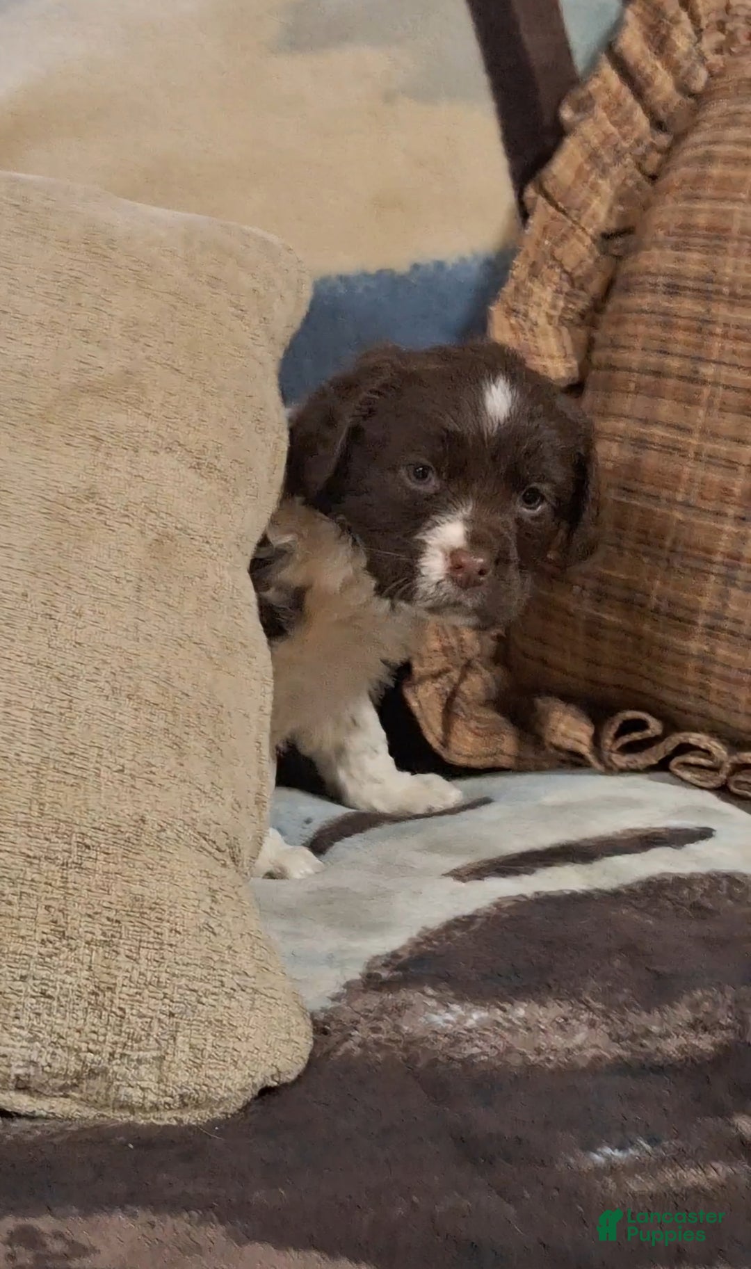 English Springer Spaniel dogs for sale: Buttercup  - Ad 3