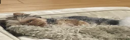 Yorkshire Terrier dogs for sale: Yorkshire Terrier Puppy 1 - Ad 2