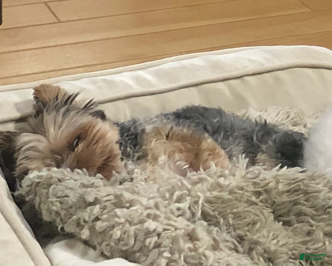 Yorkshire Terrier dogs for sale: Yorkshire Terrier Puppy 1 - Ad 2