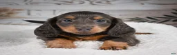 Miniature Dachshund dogs for sale: AKC-Gloria - Ad 3