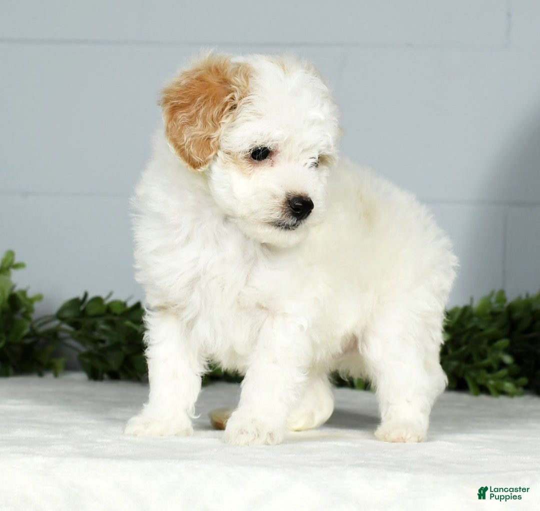 Toy Poodle dogs for sale: Kody Toy - Ad 7