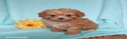 Mixed Breed dogs for sale: Pearl - Ad 5