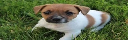Jack Russell Terrier dogs for sale: Luna - Ad 8
