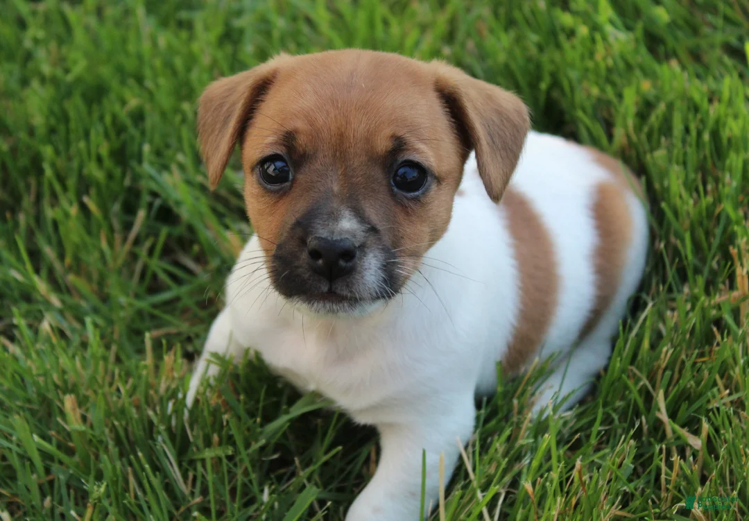 Jack Russell Terrier dogs for sale: Luna - Ad 8