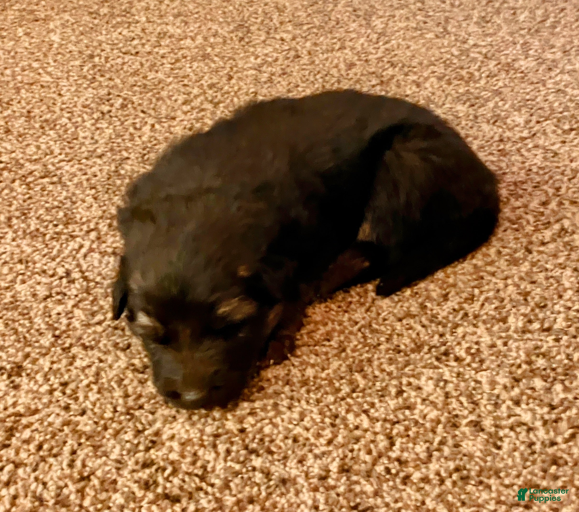 German Shepherd dogs ♥️SWEET ZARA♥️ - Ad 3