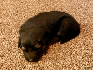 German Shepherd dogs ♥️SWEET ZARA♥️ - Ad 10