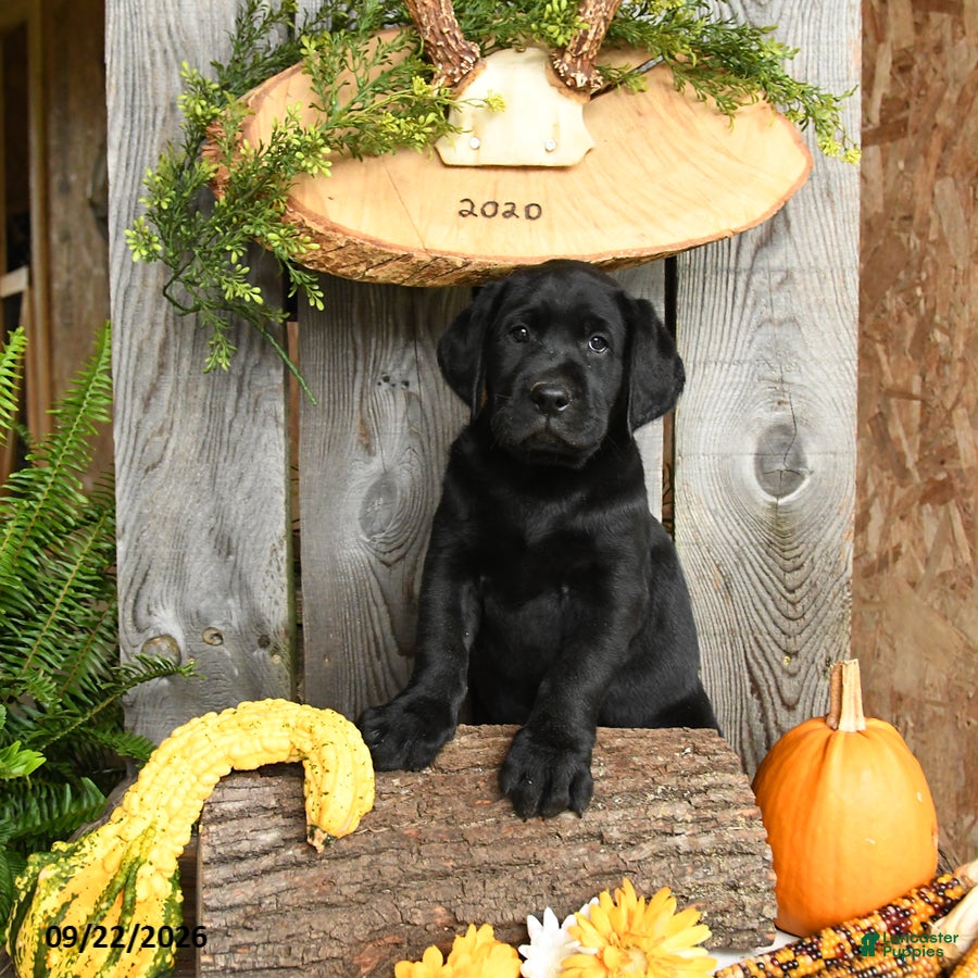 Labrador Retriever dogs Bingham - Ad 2