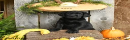 Labrador Retriever dogs for sale: Bingham - Ad 2