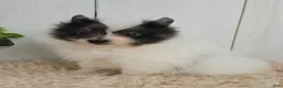 Pomeranian dogs for sale: Oreo - Ad 1